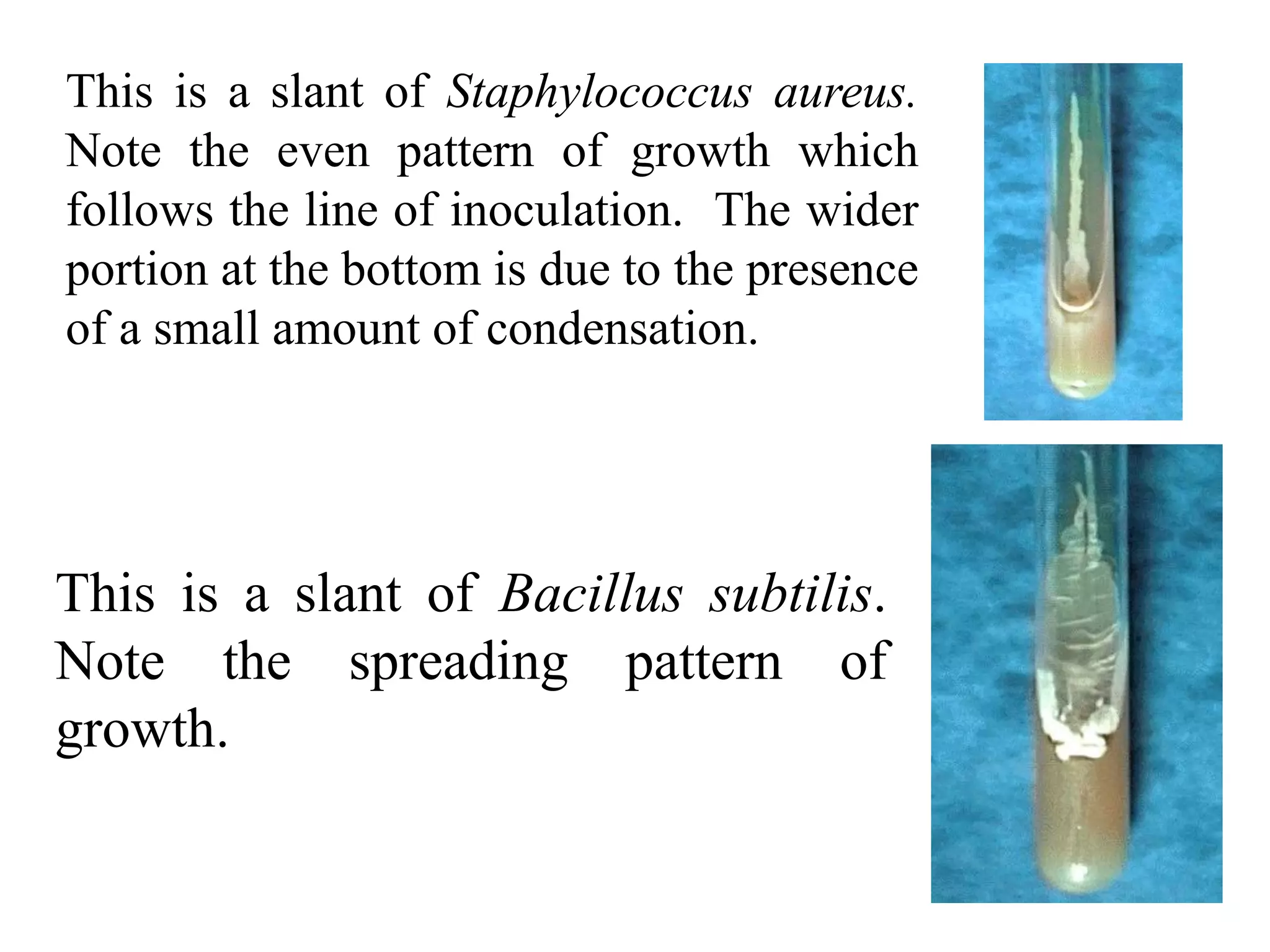 This is a slant of Staphylococcus aureus.
Note the even pattern of growth which
follows the line of inoculation. The wider
portion at the bottom is due to the presence
of a small amount of condensation.
This is a slant of Bacillus subtilis.
Note the spreading pattern of
growth.
 