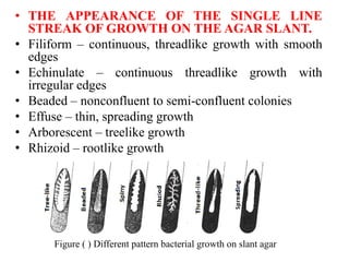 • THE APPEARANCE OF THE SINGLE LINE
STREAK OF GROWTH ON THE AGAR SLANT.
• Filiform – continuous, threadlike growth with smooth
edges
• Echinulate – continuous threadlike growth with
irregular edges
• Beaded – nonconfluent to semi-confluent colonies
• Effuse – thin, spreading growth
• Arborescent – treelike growth
• Rhizoid – rootlike growth
Figure ( ) Different pattern bacterial growth on slant agar
 