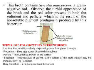 • This broth contains Serratia marcescens, a gram-
negative rod. Observe the turbid appearence of
the broth and the red color present in both the
sediment and pellicle, which is the result of the
nonsoluble pigment prodigiosin produced by this
bacterium.
TERMS USED FOR GROWTH IN NUTRIENT BROTH
•Uniform fine turbidity – finely dispersed growth throughout (cloudy)
•Flocculent – flaxy aggregates dispersed throughout
•Pellicle – thick, padlike growth on the surface
• Sediment – concentration of growth at the bottom of the broth culture may be
granular, flaxy, or flocculent
Ring formation – a ring of growth on the surface
 