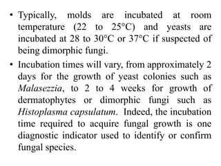 • Typically, molds are incubated at room
temperature (22 to 25°C) and yeasts are
incubated at 28 to 30°C or 37°C if suspected of
being dimorphic fungi.
• Incubation times will vary, from approximately 2
days for the growth of yeast colonies such as
Malasezzia, to 2 to 4 weeks for growth of
dermatophytes or dimorphic fungi such as
Histoplasma capsulatum. Indeed, the incubation
time required to acquire fungal growth is one
diagnostic indicator used to identify or confirm
fungal species.
 
