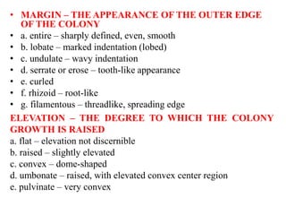 • MARGIN – THE APPEARANCE OF THE OUTER EDGE
OF THE COLONY
• a. entire – sharply defined, even, smooth
• b. lobate – marked indentation (lobed)
• c. undulate – wavy indentation
• d. serrate or erose – tooth-like appearance
• e. curled
• f. rhizoid – root-like
• g. filamentous – threadlike, spreading edge
ELEVATION – THE DEGREE TO WHICH THE COLONY
GROWTH IS RAISED
a. flat – elevation not discernible
b. raised – slightly elevated
c. convex – dome-shaped
d. umbonate – raised, with elevated convex center region
e. pulvinate – very convex
 
