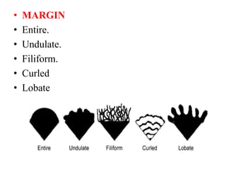 • MARGIN
• Entire.
• Undulate.
• Filiform.
• Curled
• Lobate
 