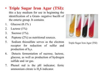 • Triple Sugar Iron Agar (TSI):
this a key medium for use in beginning the
identification of a Gram- negative bacilli of
the enteric group. It contains
1. Glucose (0.1% )
2. Lactose (1%)
3. Sucrose (1%).
4. Peptone (2%) as nutritional sources.
5. Sodium thiosulfate serves as the electron
receptor for reduction of sulfur and
production of h2s.
6. Detects fermentation of sucrose, lactose,
glucose, as well as production of hydrogen
sulfide and /or gas.
7. Phenol red is the pH indicator; ferric
ammonium citrate is H2S indicator.
Triple Sugar Iron Agar (TSI)
 