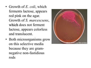 • Growth of E. coli, which
ferments lactose, appears
red pink on the agar.
Growth of S. marcescsens,
which does not ferment
lactose, appears colorless
and translucent.
• Both microorganisms grow
on this selective media
because they are gram-
negative non-fastidious
rods
 