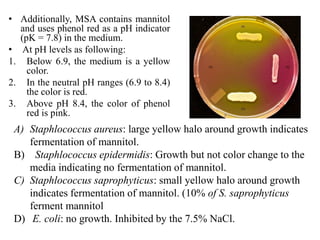 • Additionally, MSA contains mannitol
and uses phenol red as a pH indicator
(pK = 7.8) in the medium.
• At pH levels as following:
1. Below 6.9, the medium is a yellow
color.
2. In the neutral pH ranges (6.9 to 8.4)
the color is red.
3. Above pH 8.4, the color of phenol
red is pink.
A) Staphlococcus aureus: large yellow halo around growth indicates
fermentation of mannitol.
B) Staphlococcus epidermidis: Growth but not color change to the
media indicating no fermentation of mannitol.
C) Staphlococcus saprophyticus: small yellow halo around growth
indicates fermentation of mannitol. (10% of S. saprophyticus
ferment mannitol
D) E. coli: no growth. Inhibited by the 7.5% NaCl.
 