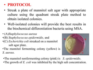 • PROTOCOL
• Streak a plate of mannitol salt agar with appropriate
culture using the quadrant streak plate method to
obtain isolated colonies.
• Well-isolated colonies will provide the best results in
the biochemical differentiation bacteria using MSA.
• (A)Staphylococcus aureus
•(B) Staphylococcus epidermidis, and
•(C) Escherichia coli streaked on a mannitol
salt agar plate.
•The mannitol fermenting colony (yellow) is
S. aureus.
•The mannitol nonfermenting colony (pink) is S. epidermidis.
•The growth of E. coli was inhibited by the high salt concentration.
 