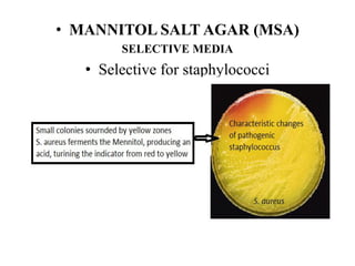 • MANNITOL SALT AGAR (MSA)
SELECTIVE MEDIA
• Selective for staphylococci
 