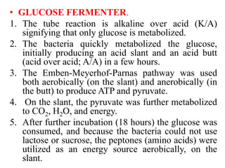 • GLUCOSE FERMENTER.
1. The tube reaction is alkaline over acid (K/A)
signifying that only glucose is metabolized.
2. The bacteria quickly metabolized the glucose,
initially producing an acid slant and an acid butt
(acid over acid; A/A) in a few hours.
3. The Emben-Meyerhof-Parnas pathway was used
both aerobically (on the slant) and anerobically (in
the butt) to produce ATP and pyruvate.
4. On the slant, the pyruvate was further metabolized
to CO2, H2O, and energy.
5. After further incubation (18 hours) the glucose was
consumed, and because the bacteria could not use
lactose or sucrose, the peptones (amino acids) were
utilized as an energy source aerobically, on the
slant.
 