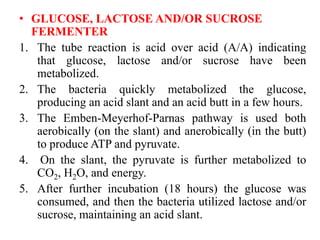 • GLUCOSE, LACTOSE AND/OR SUCROSE
FERMENTER
1. The tube reaction is acid over acid (A/A) indicating
that glucose, lactose and/or sucrose have been
metabolized.
2. The bacteria quickly metabolized the glucose,
producing an acid slant and an acid butt in a few hours.
3. The Emben-Meyerhof-Parnas pathway is used both
aerobically (on the slant) and anerobically (in the butt)
to produce ATP and pyruvate.
4. On the slant, the pyruvate is further metabolized to
CO2, H2O, and energy.
5. After further incubation (18 hours) the glucose was
consumed, and then the bacteria utilized lactose and/or
sucrose, maintaining an acid slant.
 