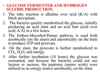 • GLUCOSE FERMENTER AND HYDROGEN
SULFIDE PRODUCTION.
1. The tube reaction is alkaline over acid (K/A) with
black precipitate.
2. The bacteria quickly metabolized the glucose, initially
producing an acid slant and an acid butt (acid over
acid; A/A) in a few hours.
3. The Emben-Meyerhof-Parnas pathway is used both
aerobically (on the slant) and anerobically (in the butt)
to produce ATP and pyruvate.
4. On the slant, the pyruvate is further metabolized to
CO2, H2O, and energy.
5. After further incubation (18 hours) the glucose was
consumed, and because the bacteria could not use
lactose or sucrose, the peptones (amino acids) were
utilized as an energy source aerobically, on the slant.
 
