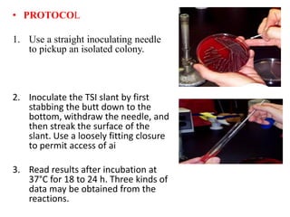 • PROTOCOL
1. Use a straight inoculating needle
to pickup an isolated colony.
2. Inoculate the TSI slant by first
stabbing the butt down to the
bottom, withdraw the needle, and
then streak the surface of the
slant. Use a loosely fitting closure
to permit access of ai
3. Read results after incubation at
37°C for 18 to 24 h. Three kinds of
data may be obtained from the
reactions.
 