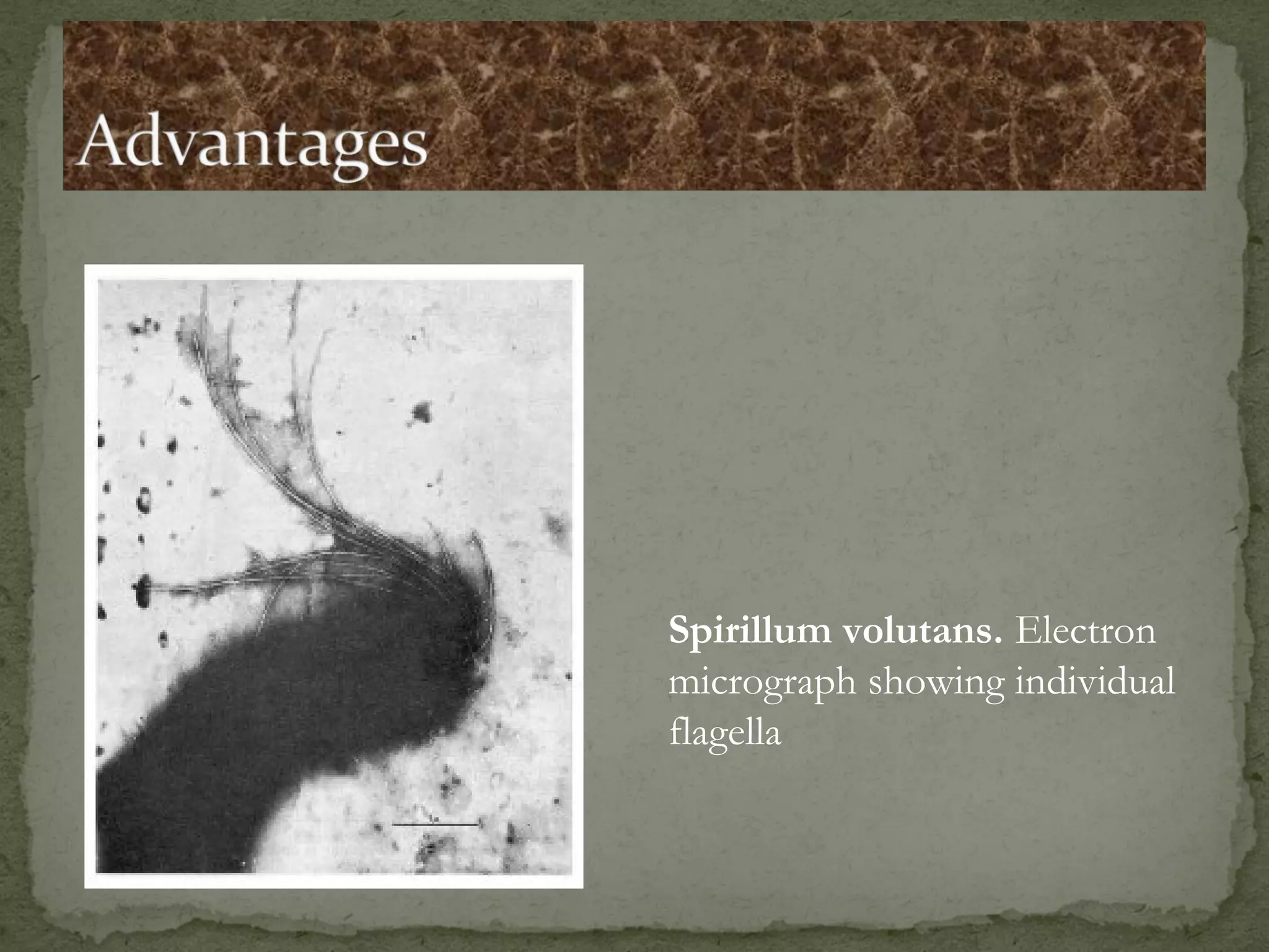 Spirillum volutans. Electron
micrograph showing individual
flagella
 