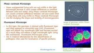 Phase-contrast Microscope
• Some unpigmented living cells are not visible in the light
microscope because it can’t create differences in contrast
between cells and water. Only Phase-contrast Microscope
can create contrast difference between cell and water that
is why these cells only visible in Phase-contrast Microscope
• Use for studying the shape and motility of microorganisms.
Fluorescent Microscope
• In this type, the specimen is stained with fluorescent dyes
and then exposed to ultraviolet rays (UV). Fluorescent
dyes will absorb low wavelength light and become excited
as a result they will release a high wavelength light. Using
this mechanism Fluorescent Microscopes work.
• Use in medical laboratories for the identification of
pathogens. Also used for localization of specific proteins.
Microbiologynote.com
Image of specimen within Phase-
contrast Microscope
Image of specimen within
Fluorescent Microscope
 