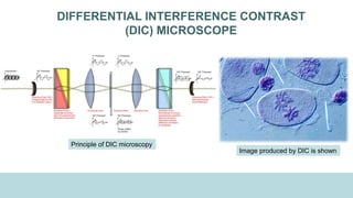 DIFFERENTIAL INTERFERENCE CONTRAST
(DIC) MICROSCOPE
Image produced by DIC is shown
Principle of DIC microscopy
 