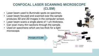 CONFOCAL LASER SCANNING MICROSCOPE
(CLSM)
• Laser beam used to illuminate spots on specimen.
• Laser beam focused and scanned over the sample
produces 3D and 2D images in the computer screen.
• Laser beam scans a single plane of 1 um thickness.
• Can scan many thin sections through the sample.
• Used on specimens which are too thick for a light
microscope.
Principle of CLSM
 