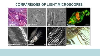 COMPARISONS OF LIGHT MICROSCOPES
 