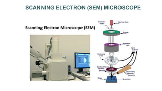 SCANNING ELECTRON (SEM) MICROSCOPE
 