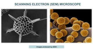 SCANNING ELECTRON (SEM) MICROSCOPE
Images produced by SEM
 