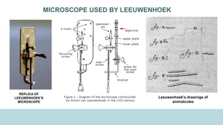MICROSCOPE USED BY LEEUWENHOEK
REPLICA OF
LEEUWENHOEK’S
MICROSCOPE
Leeuwenhoek’s drawings of
animalcules
 