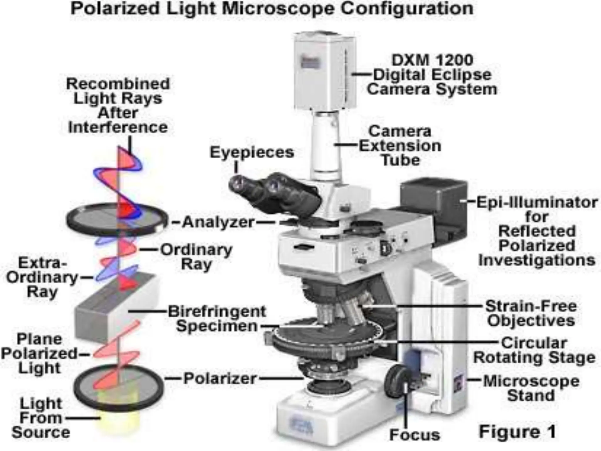 Lectures Notes Types of microscopes.pptx