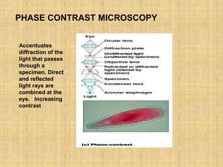 Lectures Notes Types of microscopes.pptx