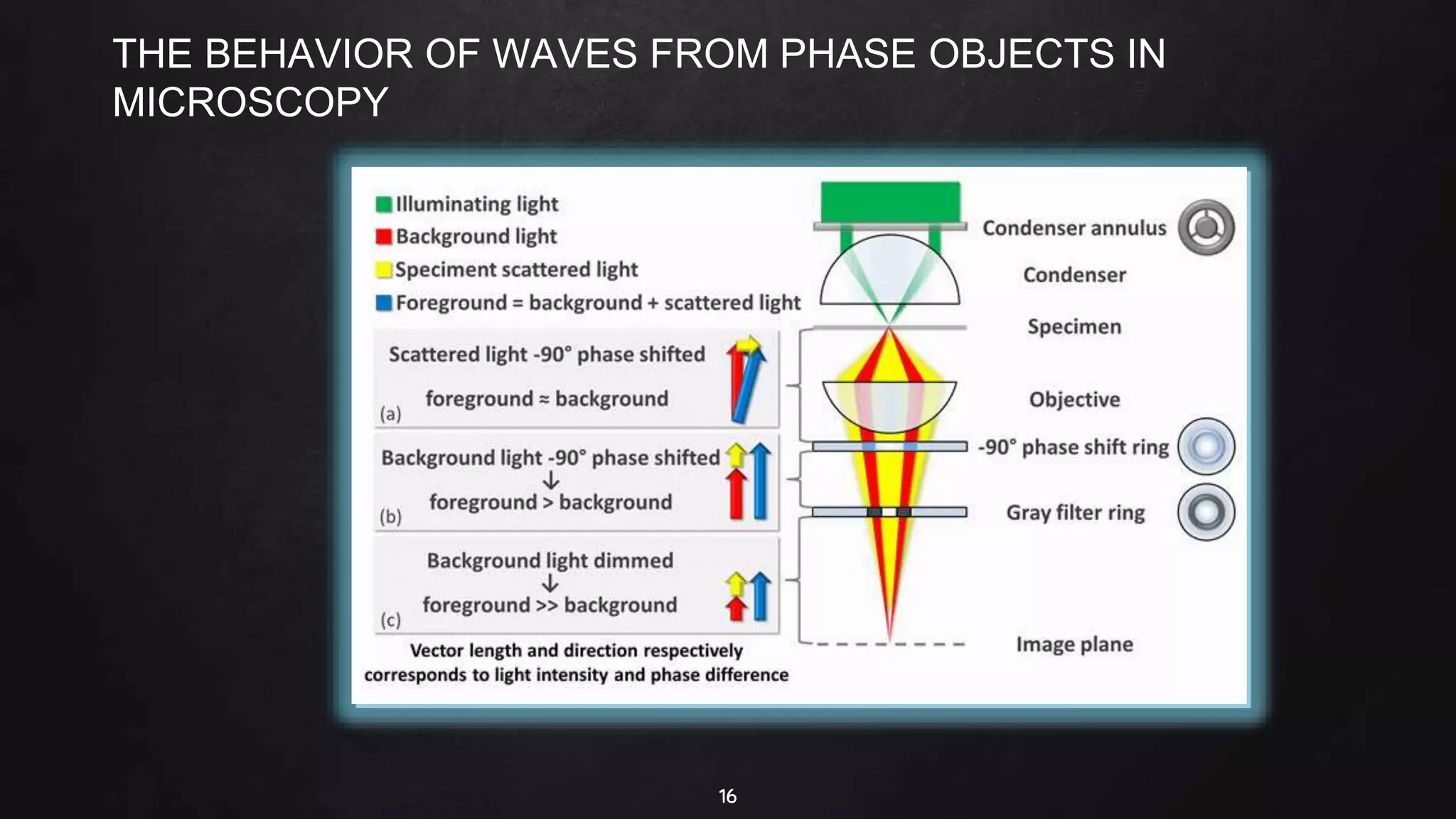 16
THE BEHAVIOR OF WAVES FROM PHASE OBJECTS IN
MICROSCOPY
 