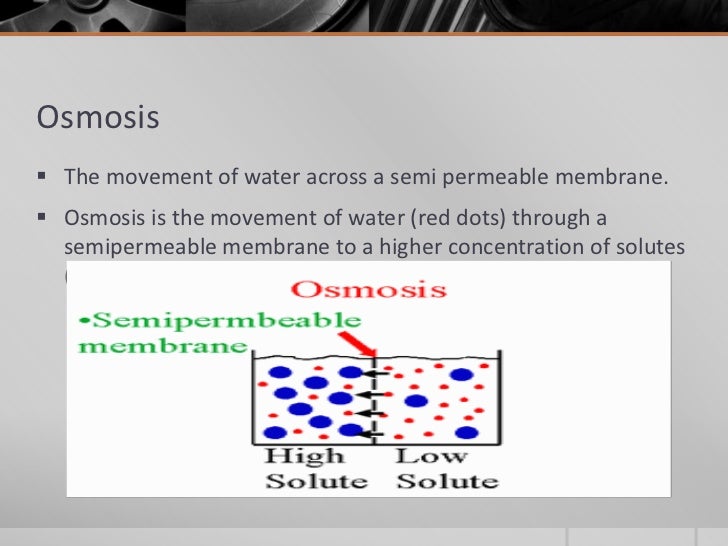 types of movement across the cell membrane movement across the cell membrane