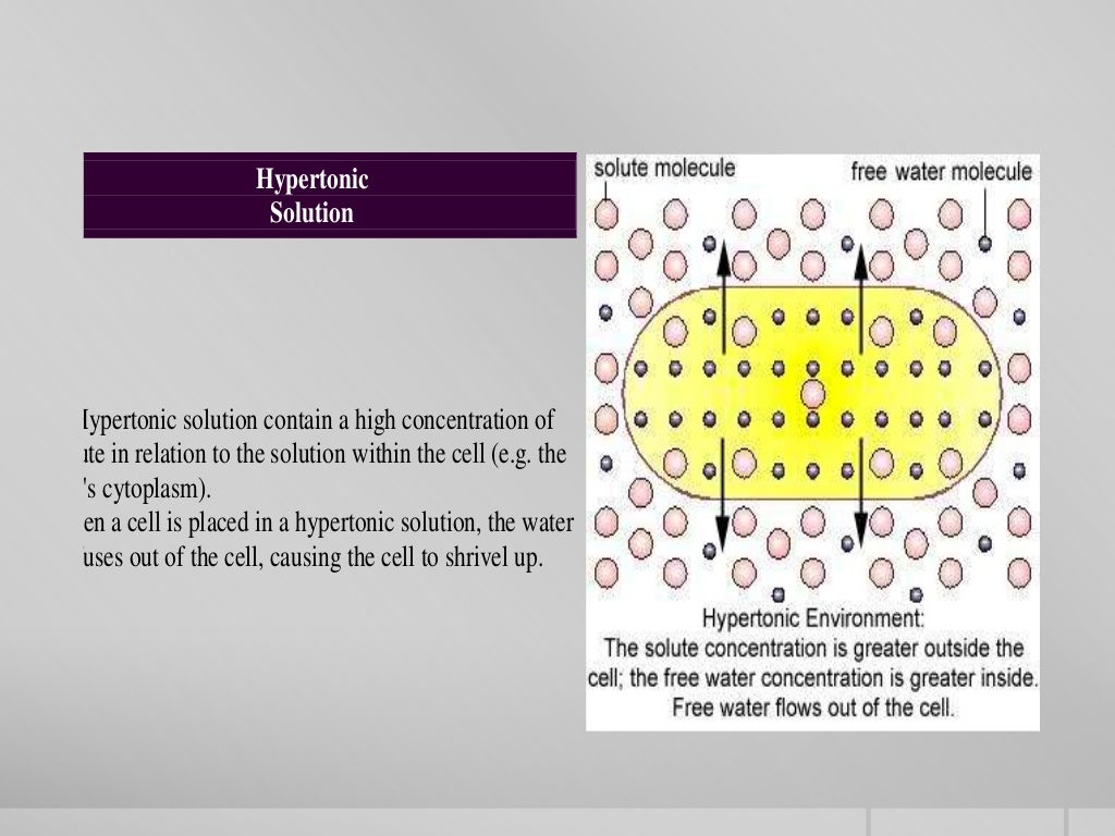 types-of-movement-across-the-cell-membrane