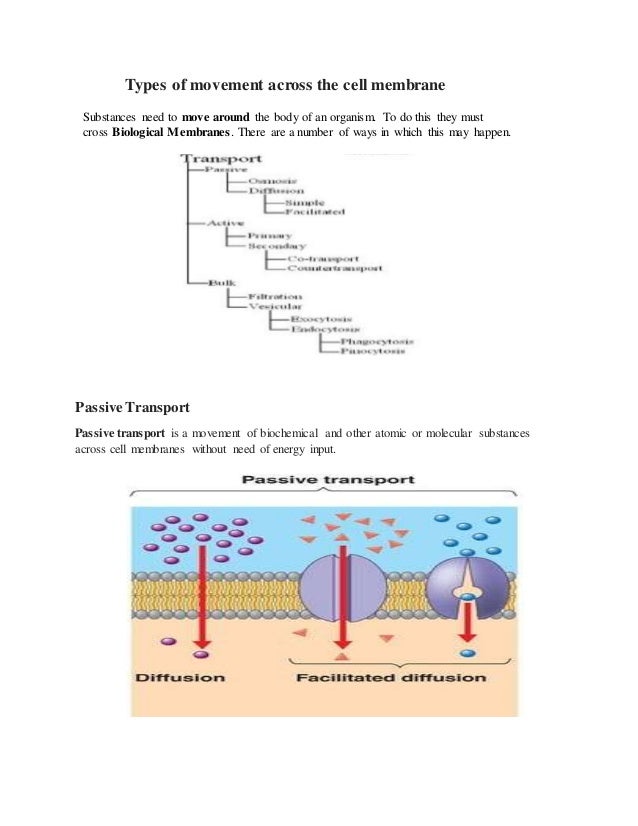 types of movement across the cell membrane movement across the cell membrane