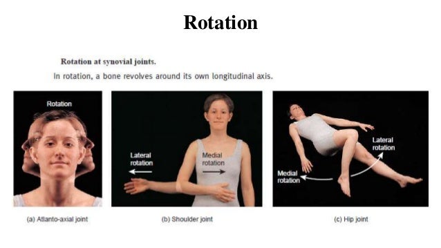 Types of movements at synovial joints