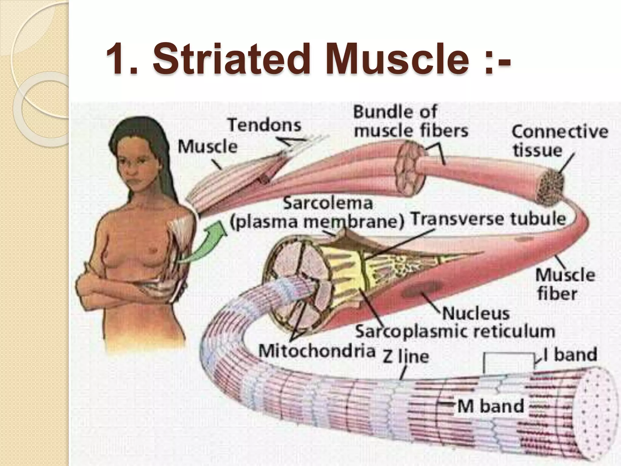 1. Striated Muscle :-