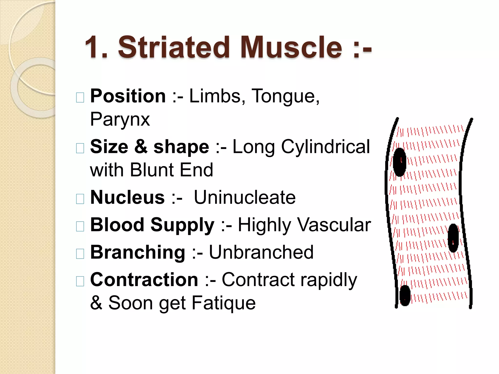 1. Striated Muscle :-
Position :- Limbs, Tongue,
Parynx
Size & shape :- Long Cylindrical
with Blunt End
Nucleus :- Uninucleate
Blood Supply :- Highly Vascular
Branching :- Unbranched
Contraction :- Contract rapidly
& Soon get Fatique