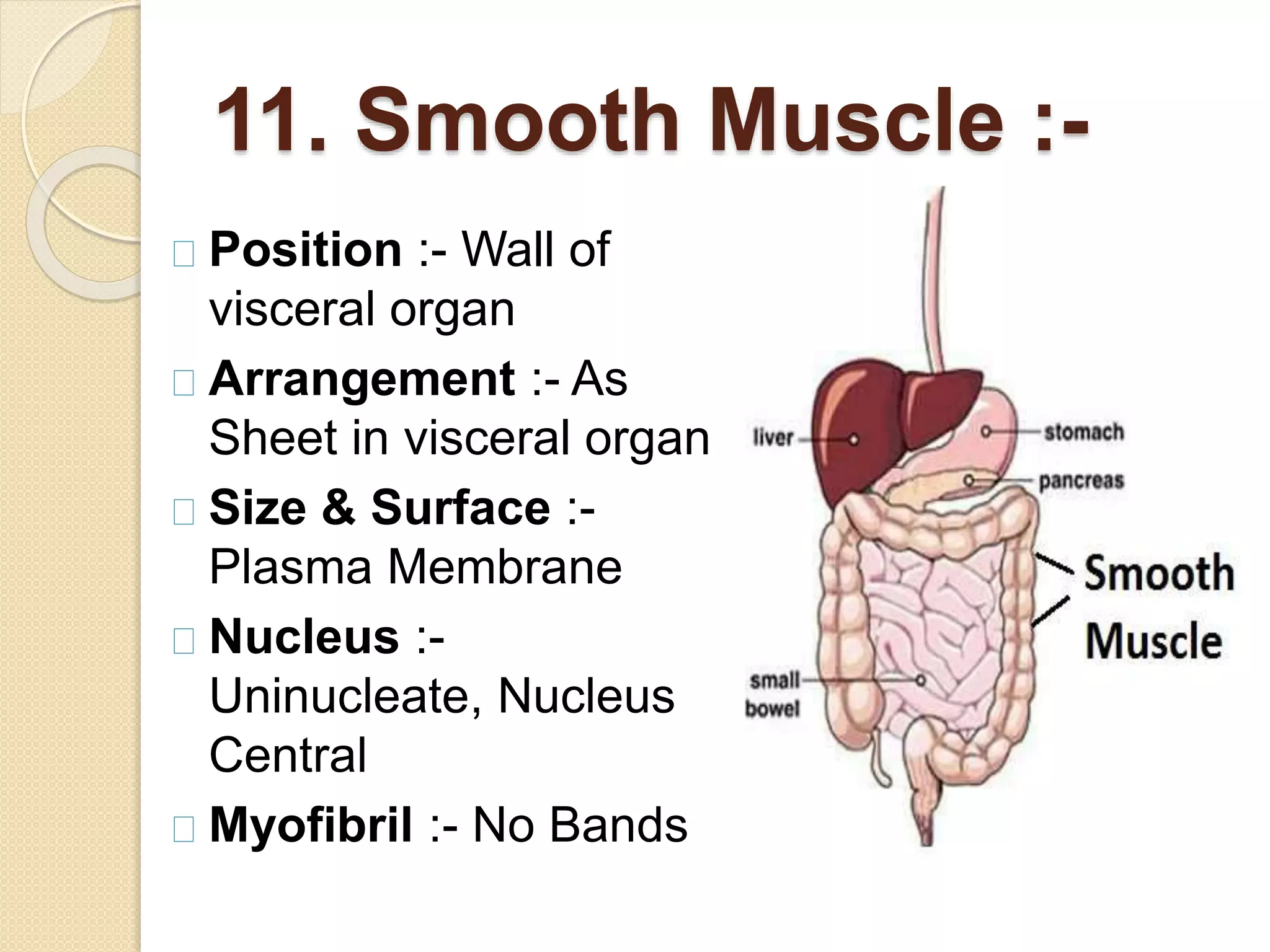 11. Smooth Muscle :-
Position :- Wall of
visceral organ
Arrangement :- As
Sheet in visceral organ
Size & Surface :-
Plasma Membrane
Nucleus :-
Uninucleate, Nucleus
Central
Myofibril :- No Bands