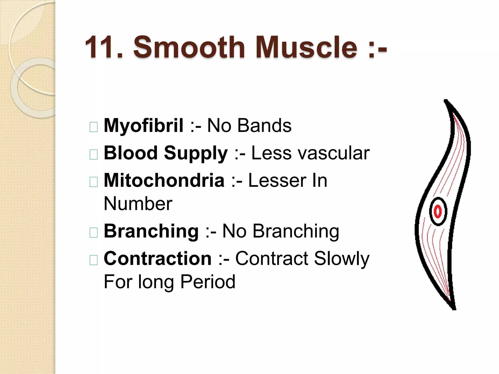 11. Smooth Muscle :-
Myofibril :- No Bands
Blood Supply :- Less vascular
Mitochondria :- Lesser In
Number
Branching :- No Branching
Contraction :- Contract Slowly
For long Period