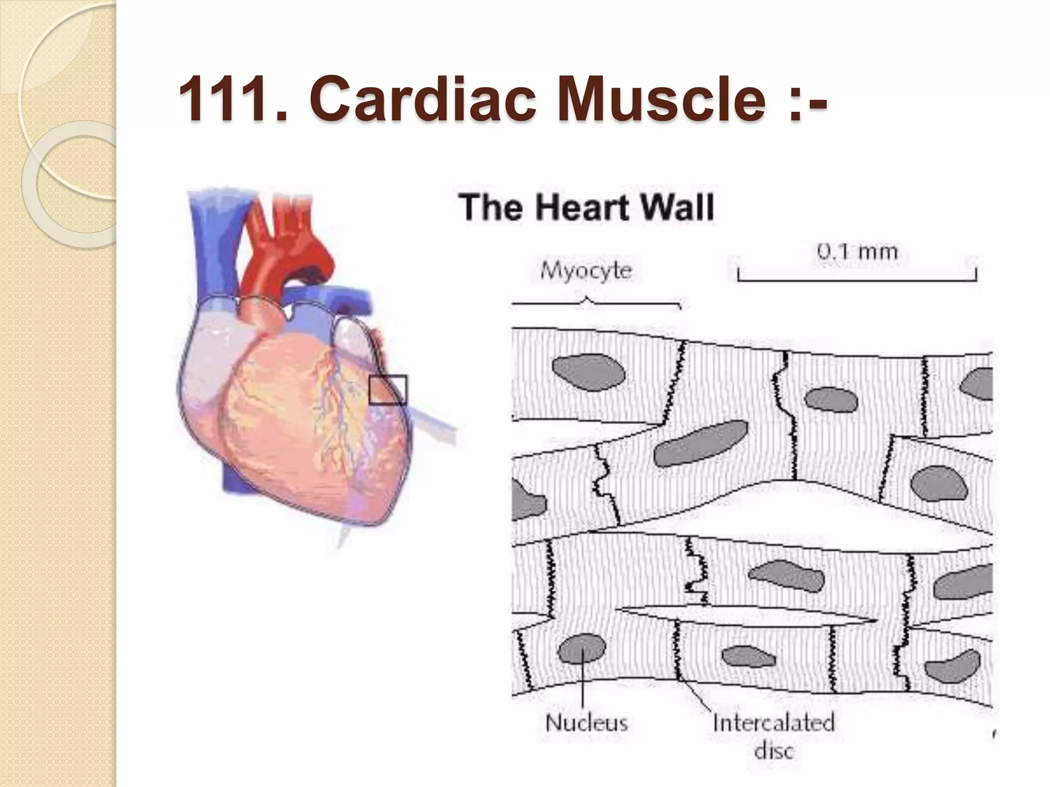 111. Cardiac Muscle :-