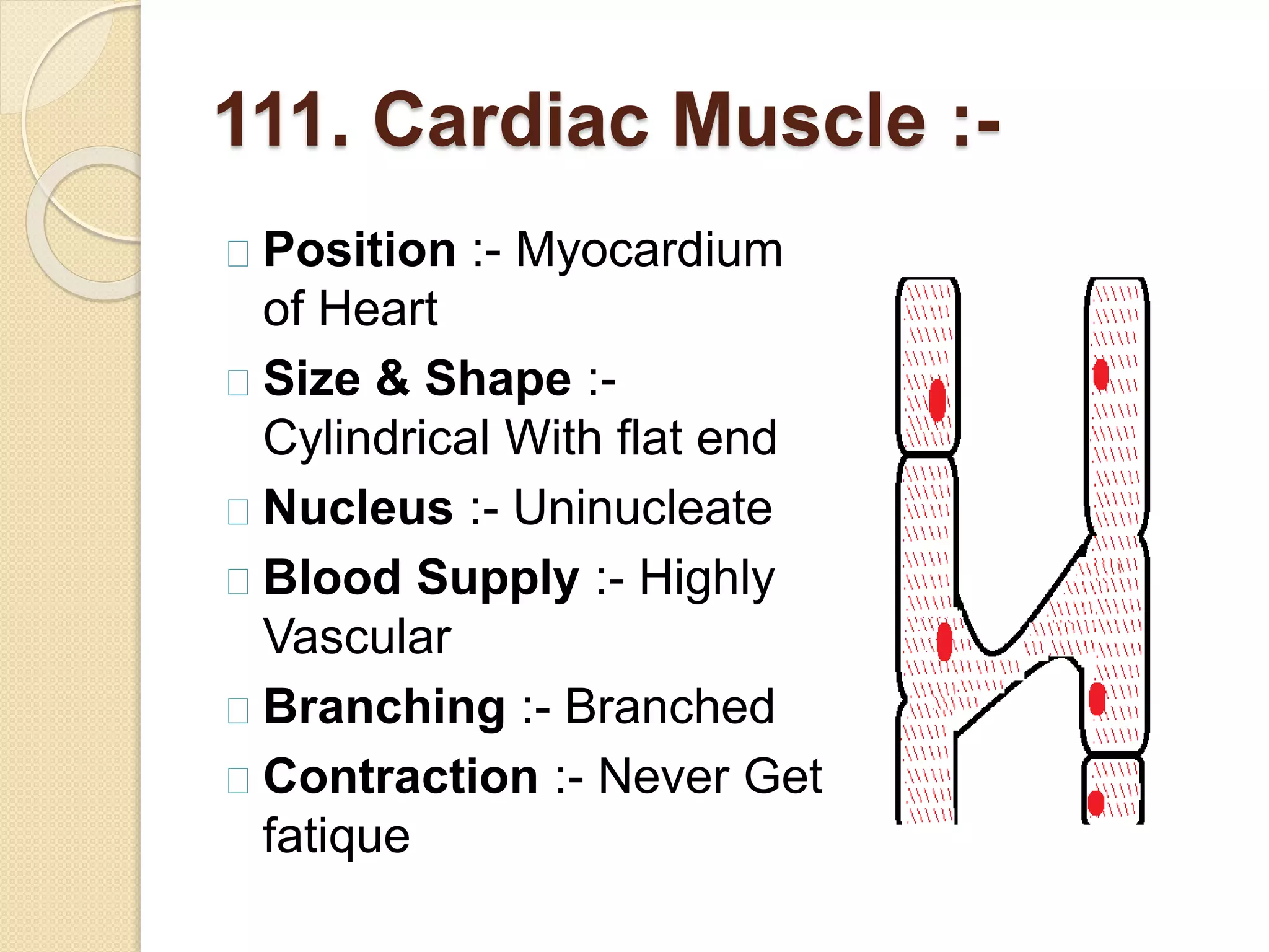 111. Cardiac Muscle :-
Position :- Myocardium
of Heart
Size & Shape :-
Cylindrical With flat end
Nucleus :- Uninucleate
Blood Supply :- Highly
Vascular
Branching :- Branched
Contraction :- Never Get
fatique