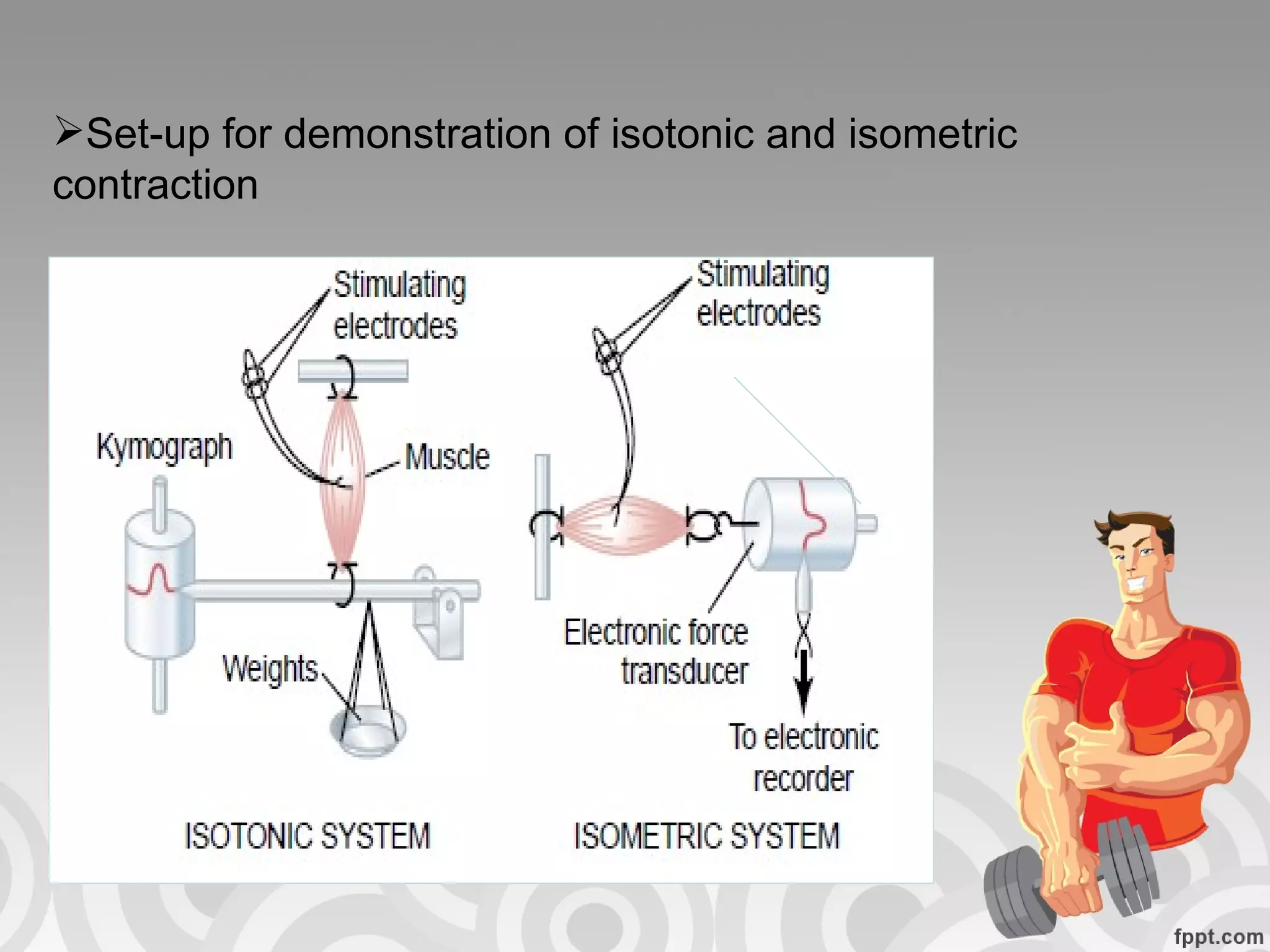 Set-up for demonstration of isotonic and isometric contraction 