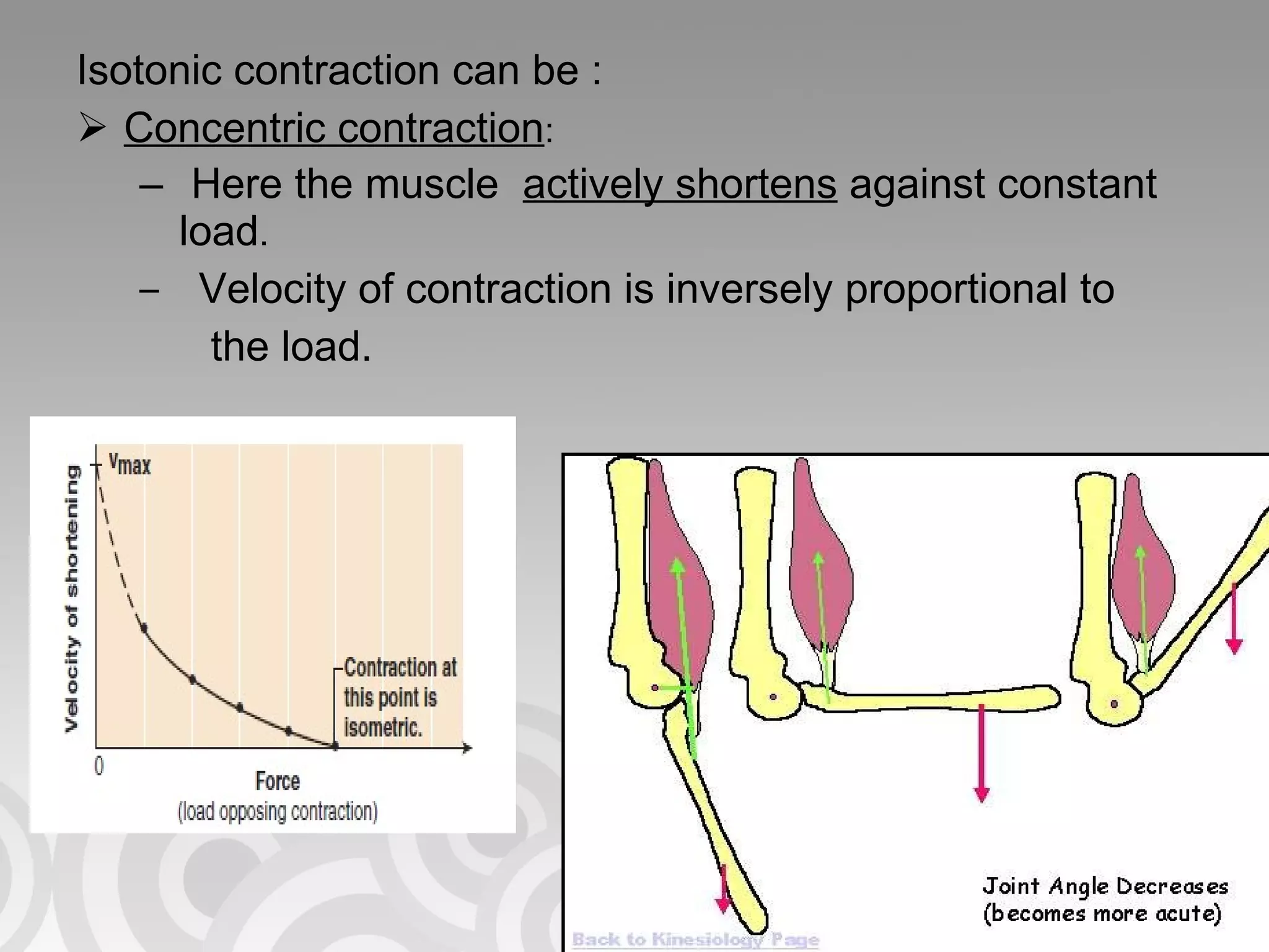 Isotonic contraction can be :  Concentric contraction :  Here the muscle  actively shortens  against constant load . Velocity of contraction is inversely proportional to  the load.  