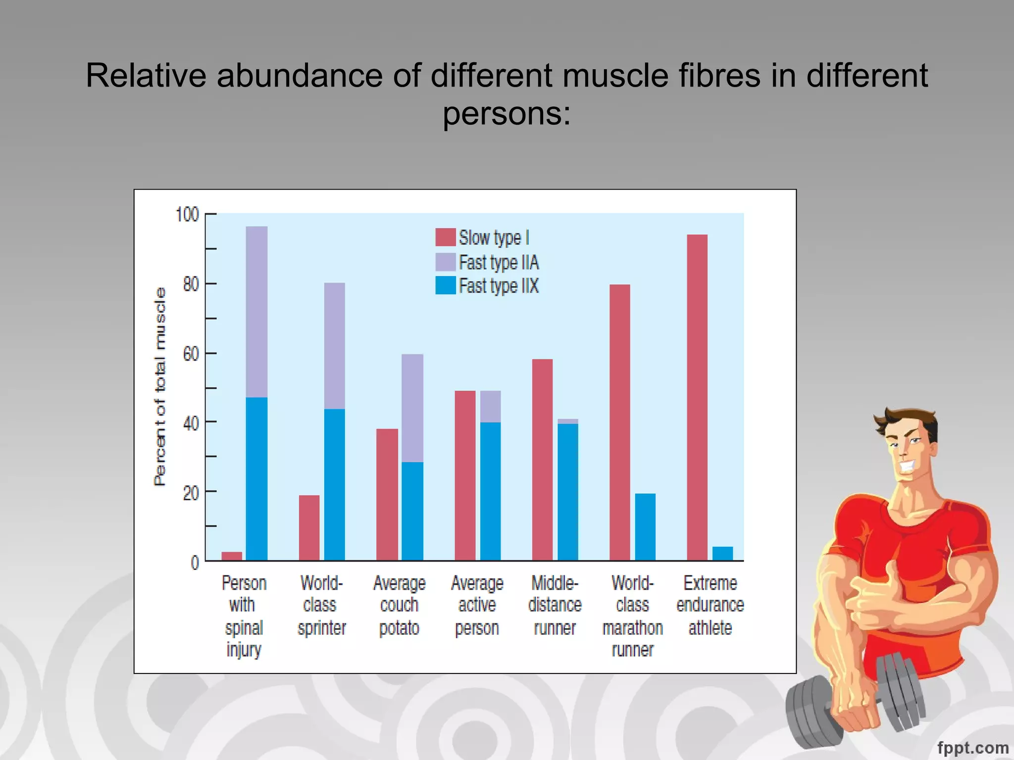 Relative abundance of different muscle fibres in different persons: 