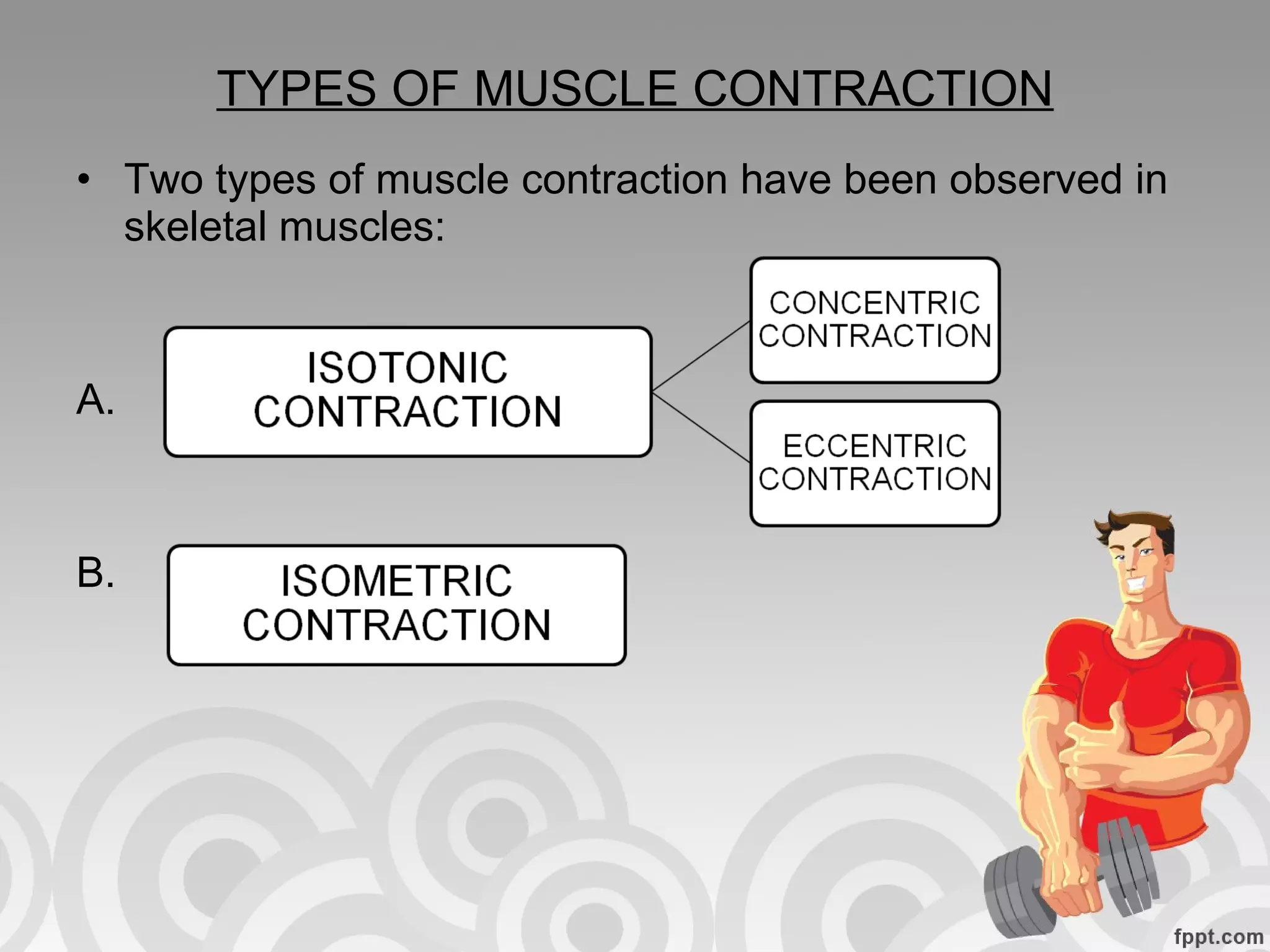 TYPES OF MUSCLE CONTRACTION Two types of muscle contraction have been observed in skeletal muscles: A. B.  