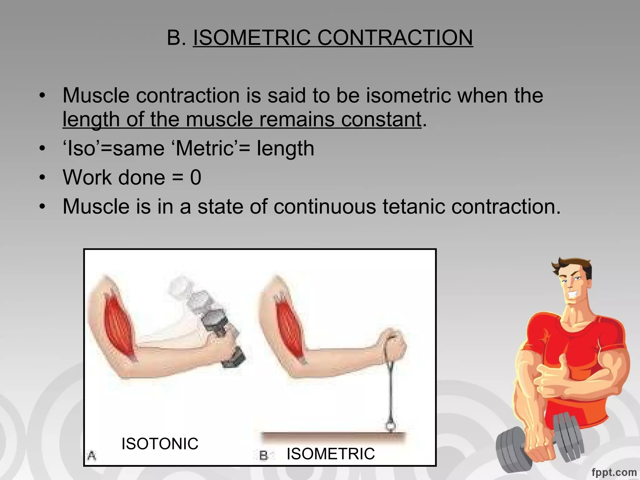 B.  ISOMETRIC CONTRACTION Muscle contraction is said to be isometric when the  length of the muscle remains constant . ‘ Iso’=same ‘Metric’= length Work done = 0  Muscle is in a state of continuous tetanic contraction. ISOTONIC ISOMETRIC 