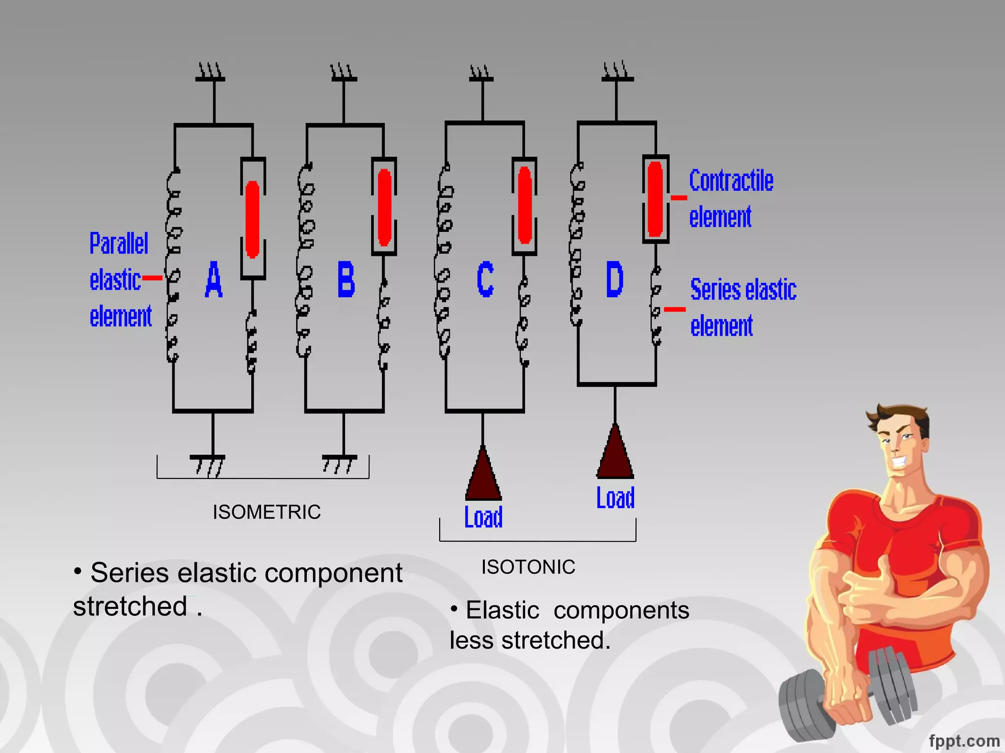 ISOMETRIC ISOTONIC Series elastic component stretched . Elastic  components less stretched. 