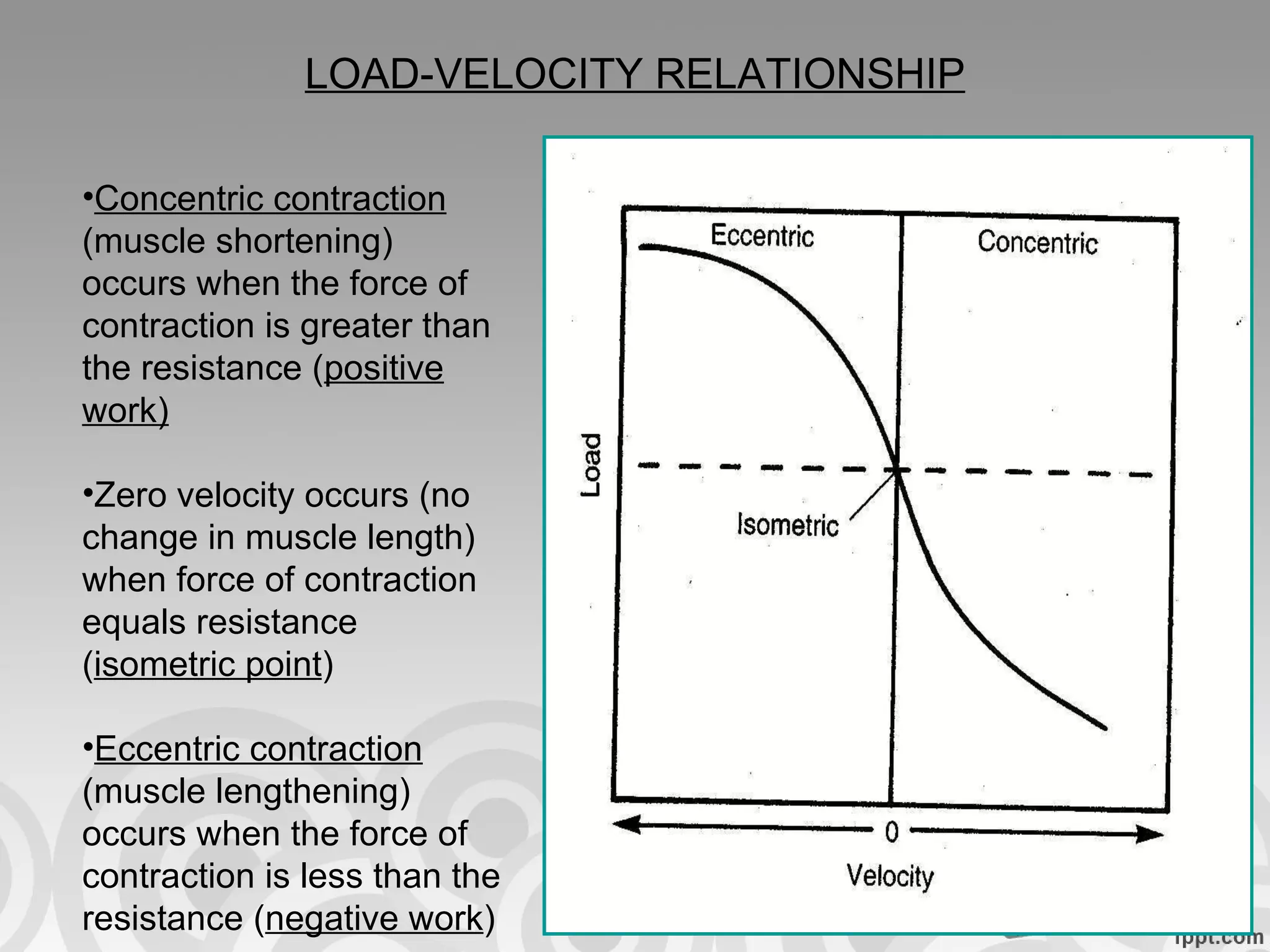 LOAD-VELOCITY RELATIONSHIP Concentric contraction  (muscle shortening) occurs when the force of contraction is greater than the resistance ( positive work) Zero velocity occurs (no change in muscle length) when force of contraction equals resistance ( isometric point ) Eccentric contraction  (muscle lengthening) occurs when the force of contraction is less than the resistance ( negative work ) 