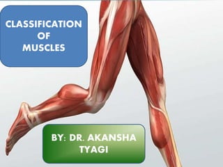 CLASSIFICATION
OF
MUSCLES
BY: DR. AKANSHA
TYAGI
 