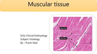 M.Sc Clinical Embryology
Subject: Histology
By – Prachi Naik
Muscular tissue
 