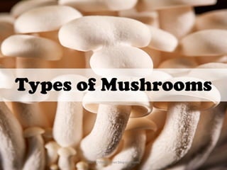 Types of Mushrooms
https://chefqtrainer.blogspot.com/
 