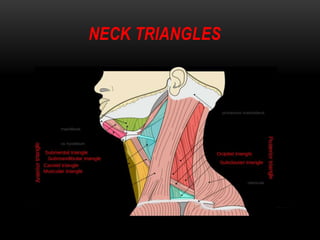 Types of neck dissection | PPTX