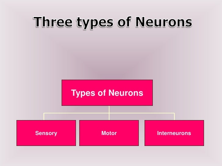 three types of neurons