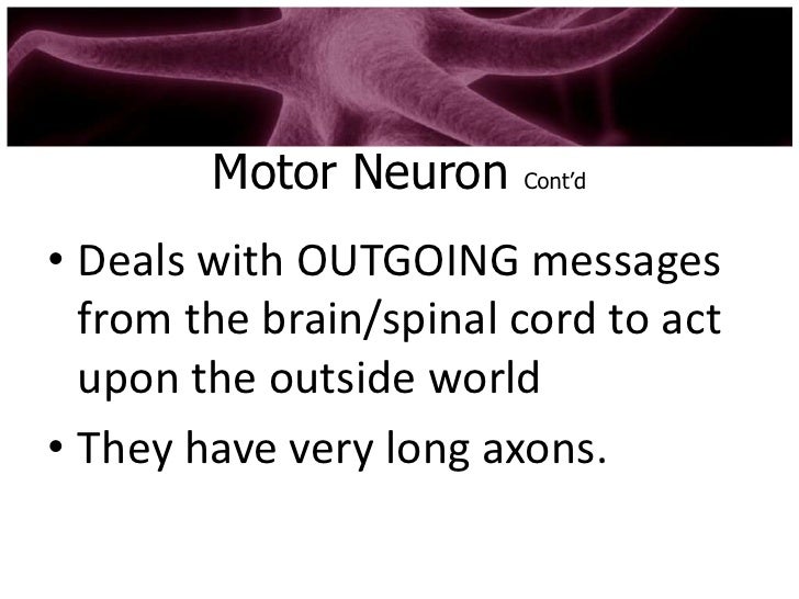 neuron types