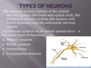 The nervous system consists of the central
    nervous system (the brain and spinal cord), the
    peripheral nervous system (the sensory and
    motor neurons), and the autonomic nervous
    system
. All nervous systems in all animal species have 
four basic types of functional cells:
   Sensory neurons

   Motor neurons

   Interneurons

   Computation neurons
 